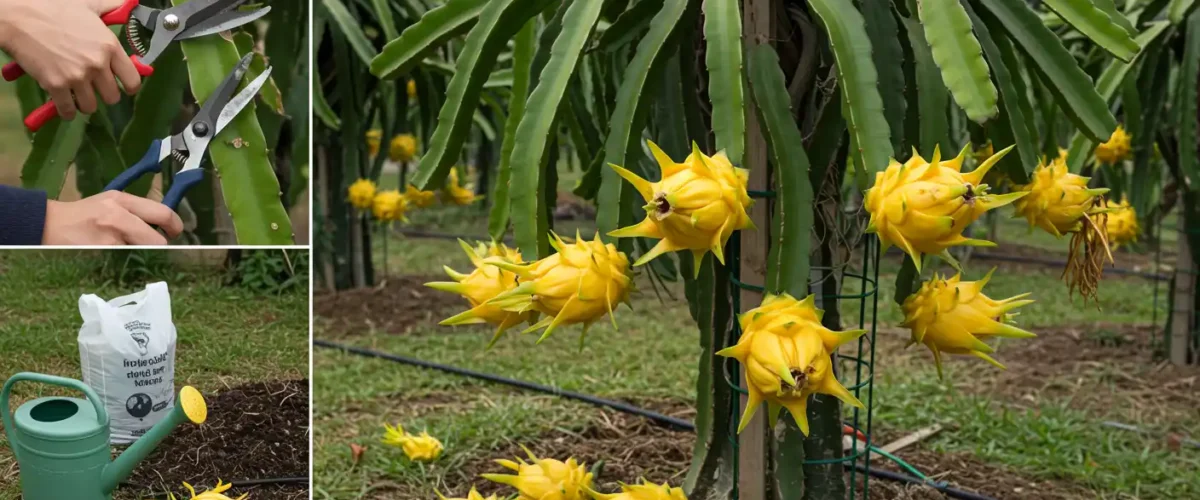 Boost Your Yellow Dragon Fruit Harvest: Advanced Techniques for Bigger And Juicier Crops